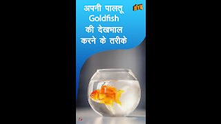 अपनी पालतू goldfish की देखभाल करने के लिए 4 तरीके *