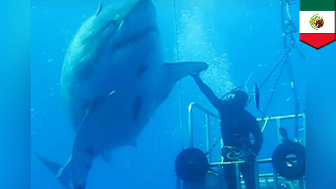 Largest shark in the world? Diver high-fives enormous 20-foot great white shark - TomoNews