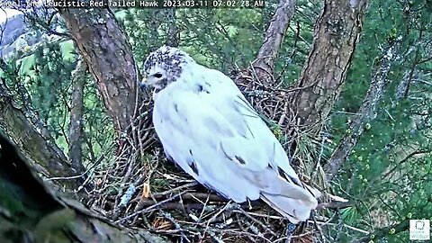 Nest Building Starts the Day 🌲 03/11/23 06:43