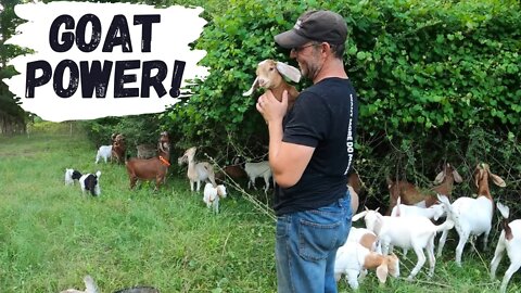 Clearing Brush With Goats