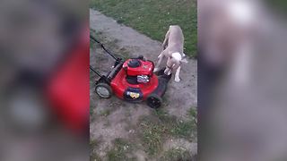 Pitbull Dog Plays With A Lawnmower In A Backyard