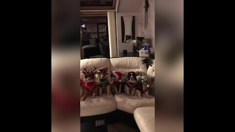 Magic Christmas ornament turns dogs into festive pups!
