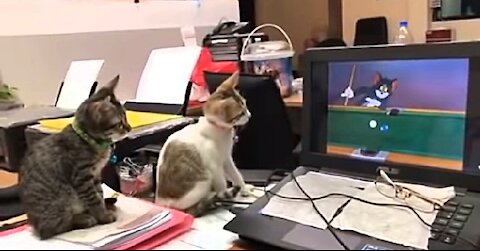 Funny Amazing Video of Two Cats Watching Tom & Jerry.