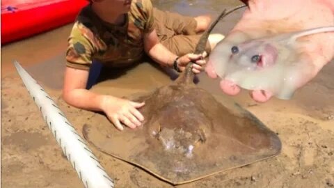 RARE FOOTAGE: Stingray Giving Birth, Boy Delivers 12 Stingrays! HD