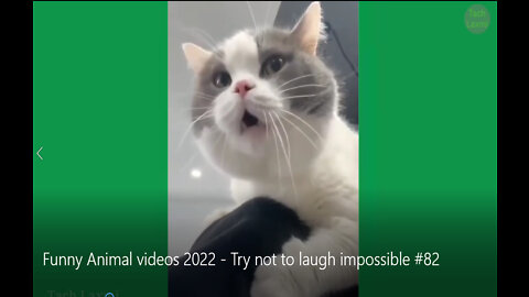 Try not to laugh impossible 🐈🐕Funniest cats and dogs - Best of the 2022 funny