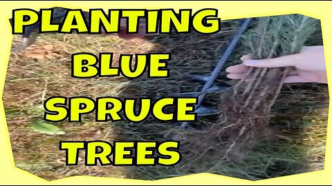 How To Plant Blue Spruce Trees In 5 Easy Steps #howto #garden #gardening #tree