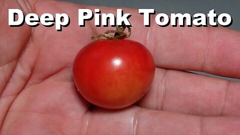 ⟹ Deep Pink Cherry Tomato | Solanum lycopersicum | Tomato Review 2023