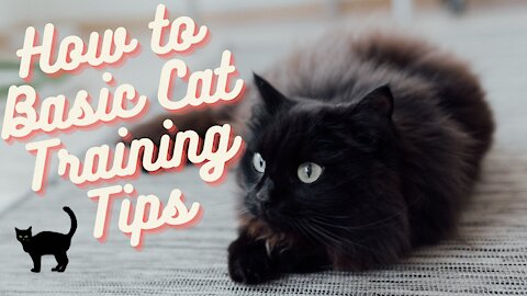 How to Basic Cat Training Tips