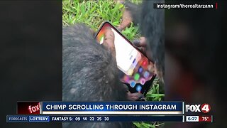 Chimp caught on camera scrolling through Instagram
