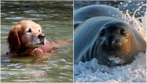 La foca rifiuta l'amicizia di un cane