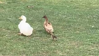 Des canards complètement terrorisés par un oison