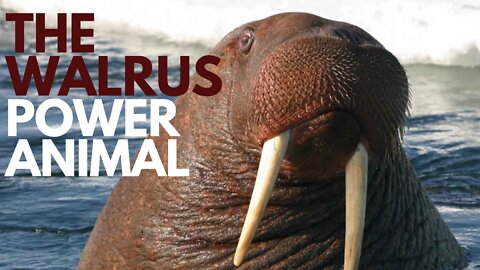 The Walrus Power Animal