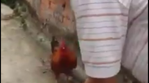 Strange story about lovely chicken fighting with boss-Anger of the chicken
