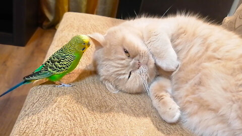 Кот и птица, милые животные #187