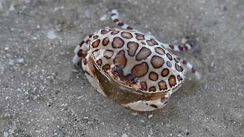 Calico Crab moves adorably along the shore