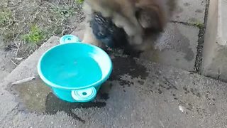 Chow puppy not sure what to do with water bowl