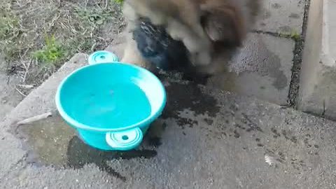 Chow puppy not sure what to do with water bowl