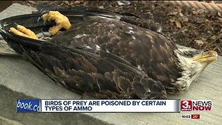 Birds of Prey Poisoned by Certain Types of Ammo