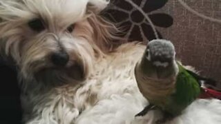 A incrível relação entre uma ave e... uma cadela!