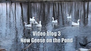 Video blog 3 New Geese on the Pond
