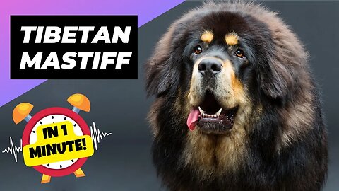 Tibetan Mastiff - In 1 Minute! 🐶 The Fluffiest Giant Dog Breed | 1Minute Animals