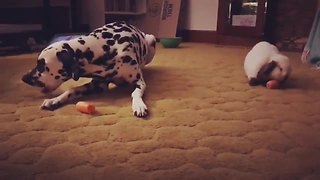 Dalmatian and bunny rabbit enjoy carrot snack