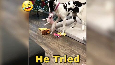 Funny And Cute Animals 2024 🤣 Funniest Cats And Dogs Ever 😝 Funny Animals Video