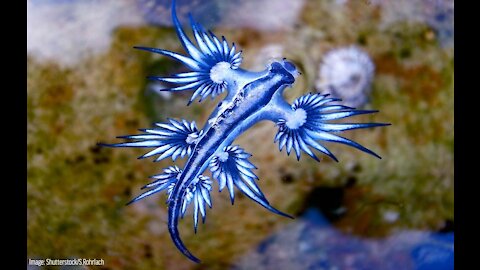 Blue Glaucus