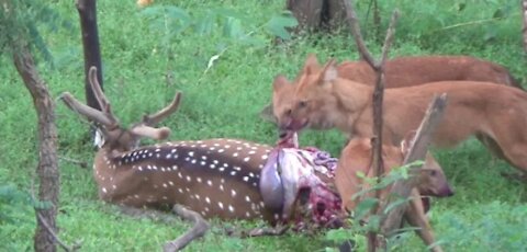 Wild dog vs impala || wild dog hunting impala