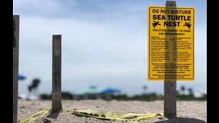 Beach chairs causing problems for nesting sea turtles on local beaches