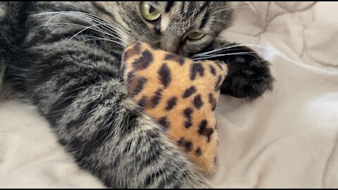crazy cat and catnip pillow