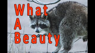A Racoon and What a Beauty!