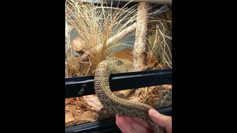 Descover earth | Found in southern and eastern Australia, tiger snakes #shorts(4)