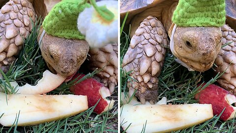 Cute Tortoise Loves Crunching Some Delicious Apples