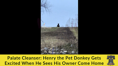 Palate Cleanser: Henry the Pet Donkey Gets Excited When He Sees His Owner Come Home