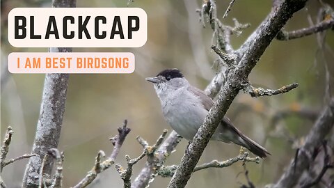 Blackcap songs and calls - I am best birdsong - BirdSongUniverse