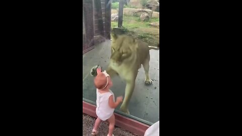 Tiger playing with a little cute girl