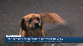 Dog daycare footage shared across social media