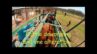 Working cattle through the chute, de-worming and an alteration...