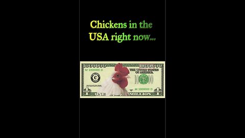 Chickens In the USA Right Now, LOL