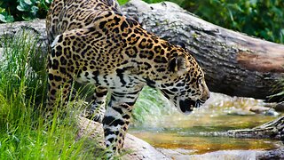 jaguar beautiful color