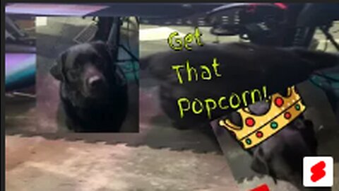 Unbelievable! Tucker the Puppy Dog's Epic Popcorn Catching Streak! 😱🐶