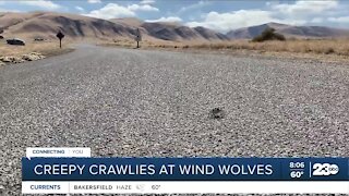 Creepy crawlies you can see at Wind Wolves