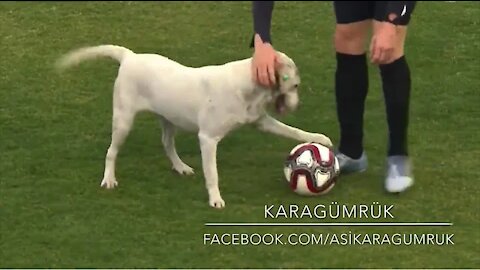 Canine interruption: How a dog brought a football match to a halt😂😂🐕🐕