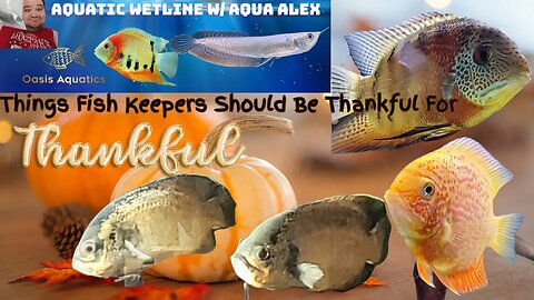 Aquatic Wetline W/ Aqua Alex: What Fish Keepers Should Be Thankful For
