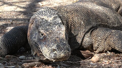 Journey to Komodo Island, land of ferocious prehistoric dragons