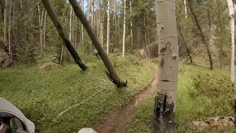 Singletrack - 😜 Fort in the woods! 😜
