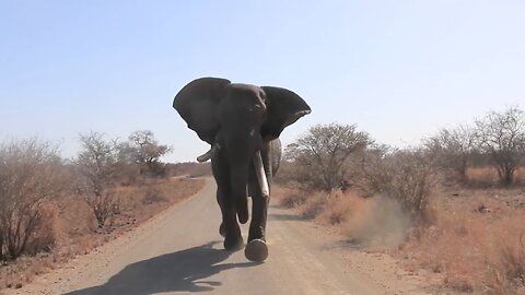 Grumpy elephant bull is incredibly fast when charging towards vehicle