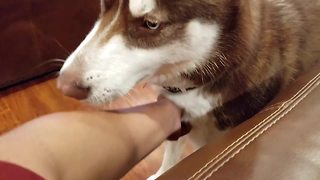 Cute husky demands chest rubs from owner