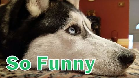Cute Siberian Husky fascinated with dog movies